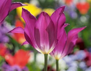Radiant Purple Tulips in Salt Lake City